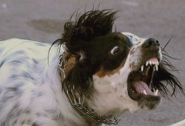 Do You Need a Lawyer If You Were Attacked by a Dog?