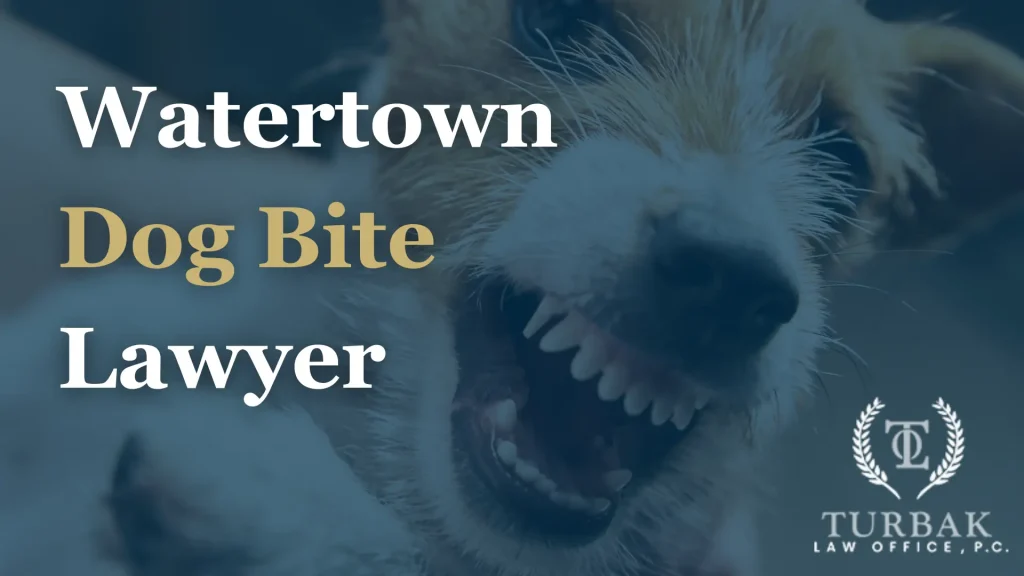 Watertown Dog Bite Lawyer Image